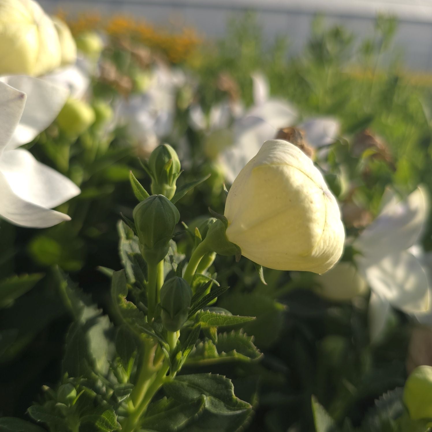 Floarea balon – Platycodon grandiflorus Astra White