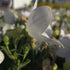 Floarea balon – Platycodon grandiflorus Astra White