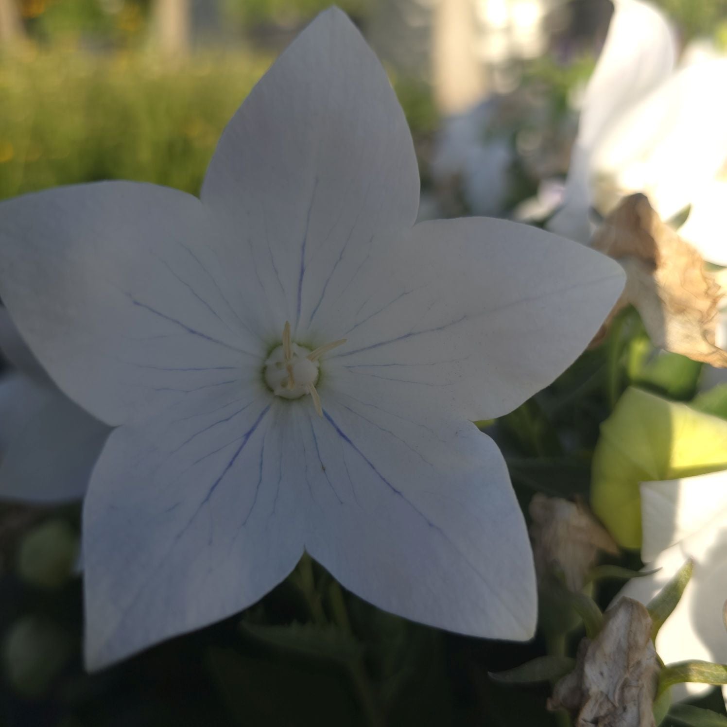 Floarea balon – Platycodon grandiflorus Astra White