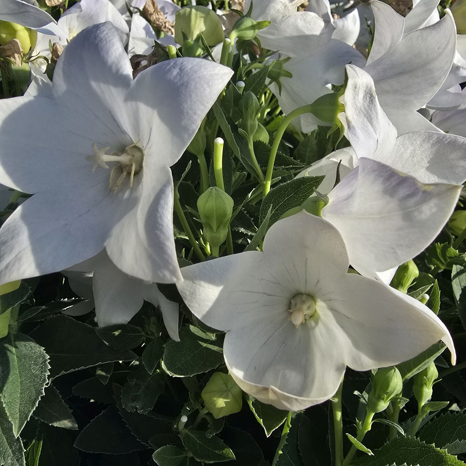 Floarea balon – Platycodon grandiflorus Astra White