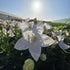 Floarea balon – Platycodon grandiflorus Astra White