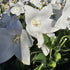 Floarea balon – Platycodon grandiflorus Astra White