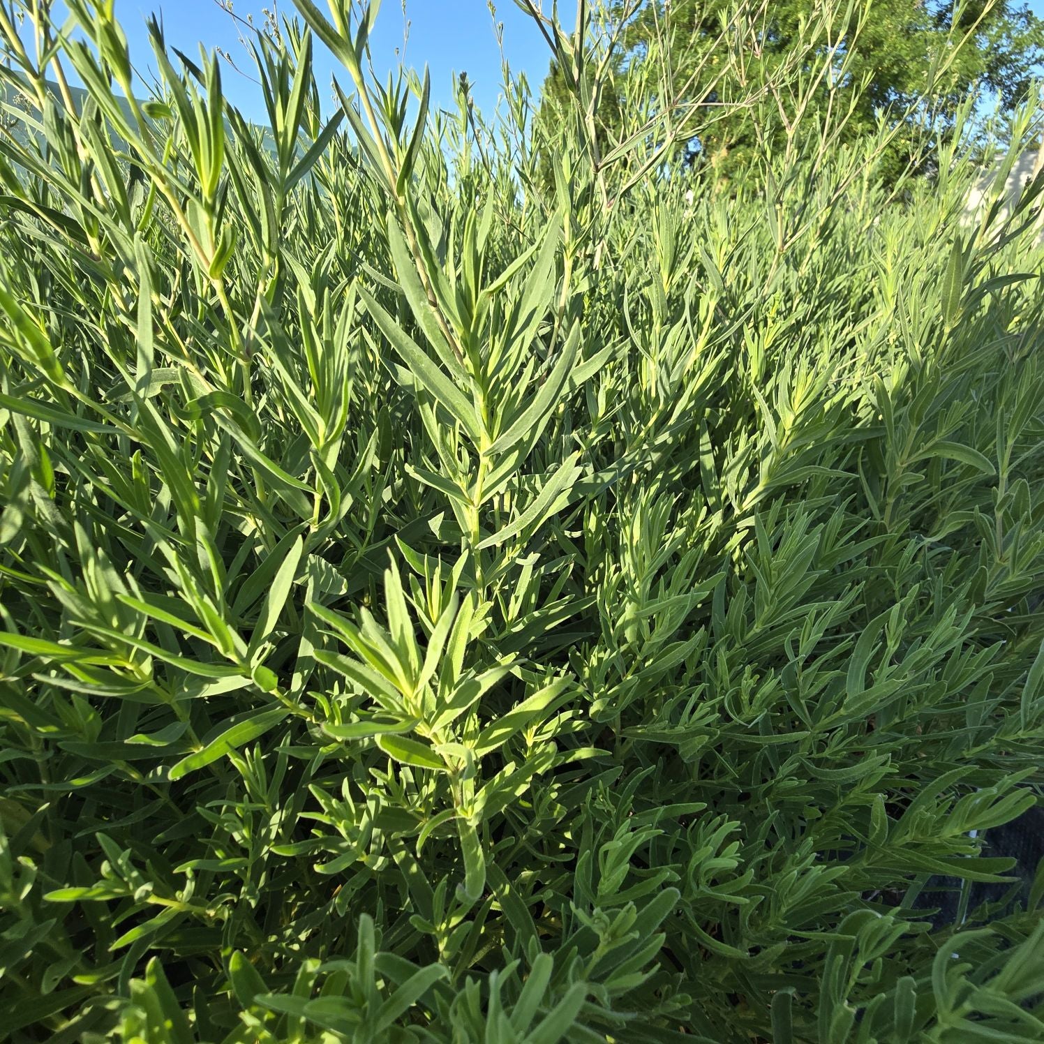 Floarea miresei - Gypsophila paniculata Snowflake