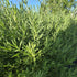 Floarea miresei - Gypsophila paniculata Snowflake