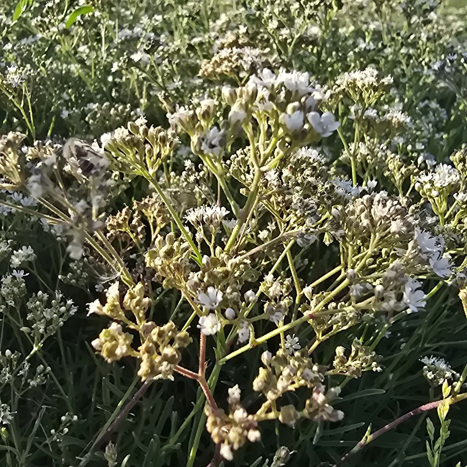 Floarea miresei pitic - Gypsophila Fastigiata Silver