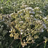 Floarea miresei pitic - Gypsophila Fastigiata Silver