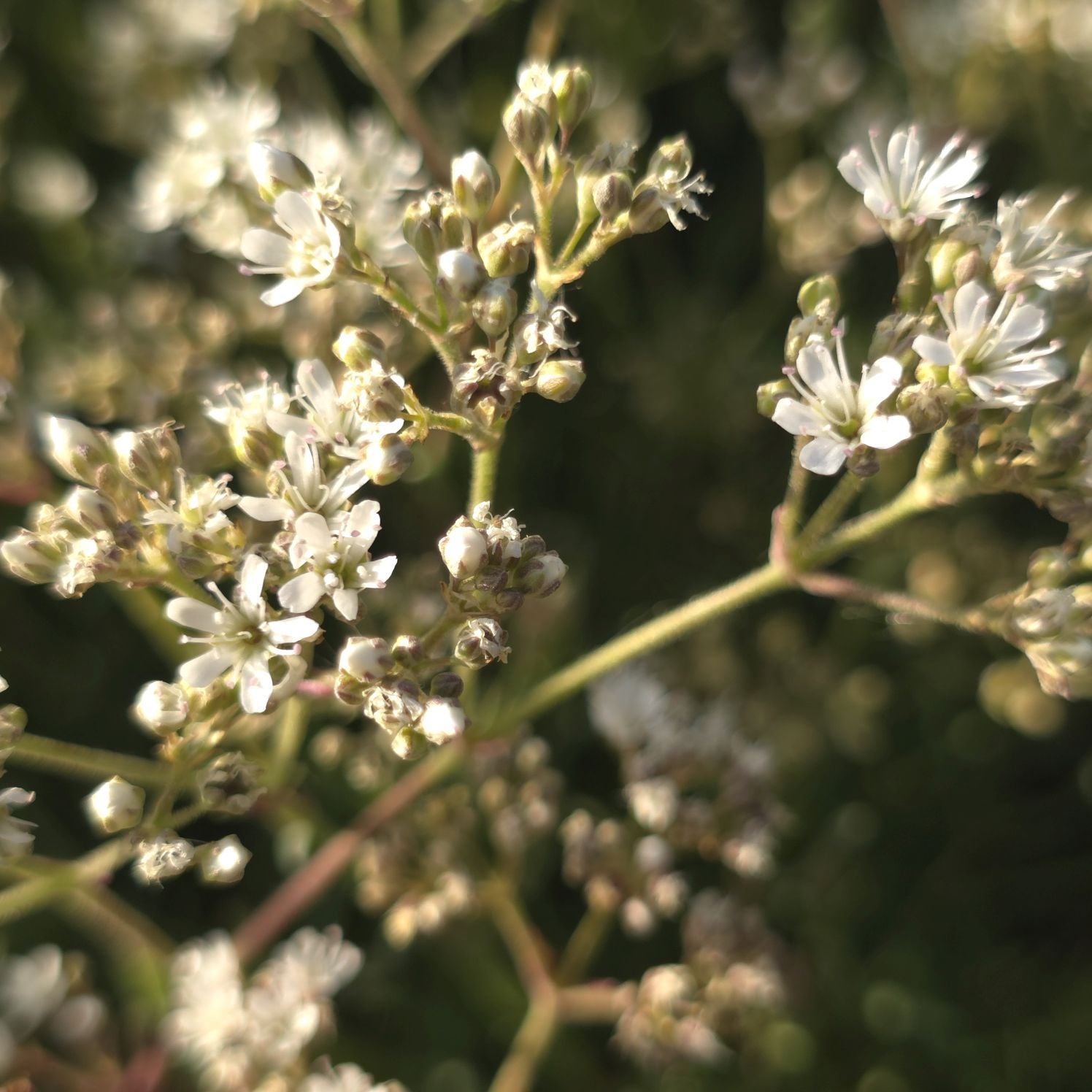 Floarea miresei pitic - Gypsophila Fastigiata Silver