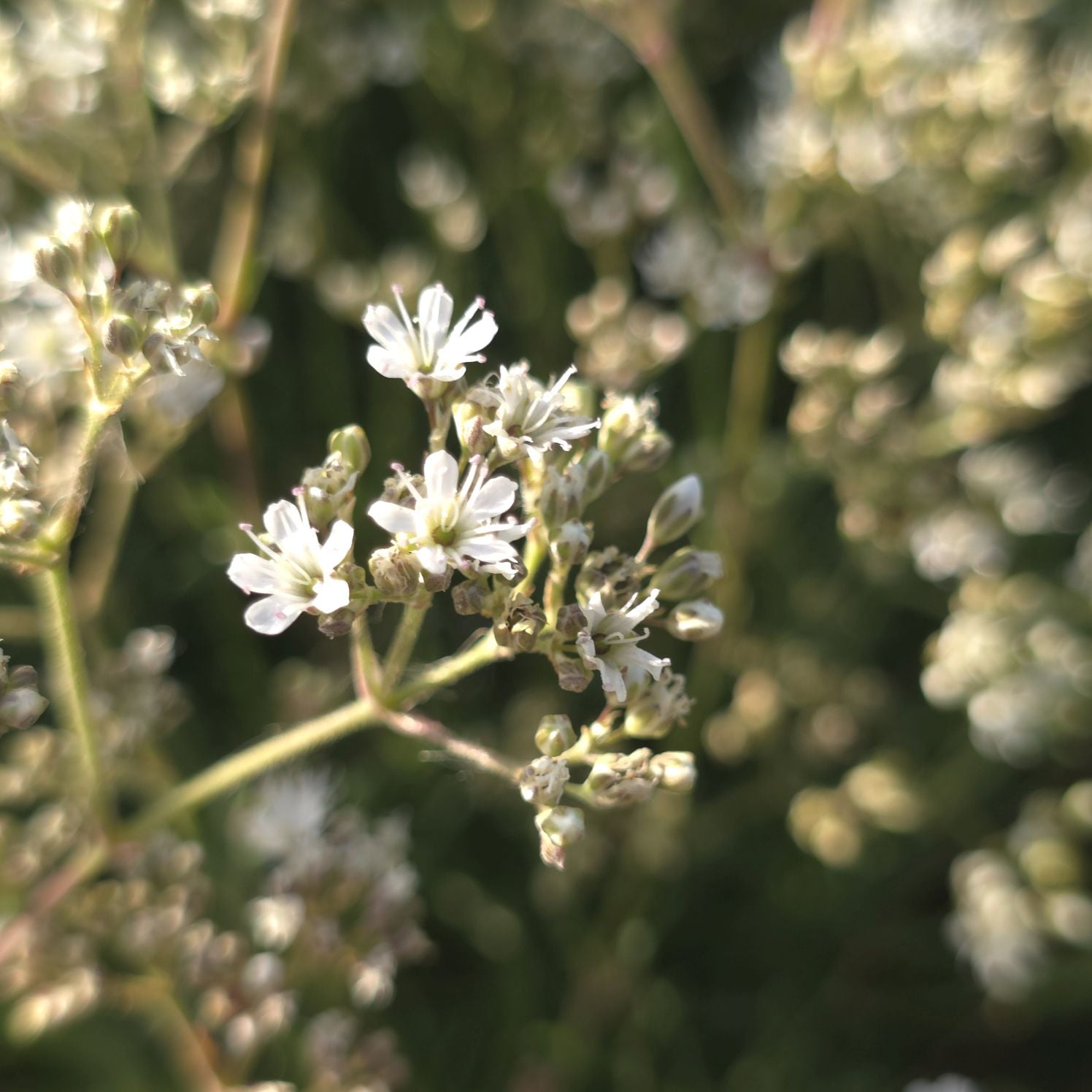 Floarea miresei pitic - Gypsophila Fastigiata Silver
