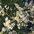 Floarea miresei pitic - Gypsophila Fastigiata Silver