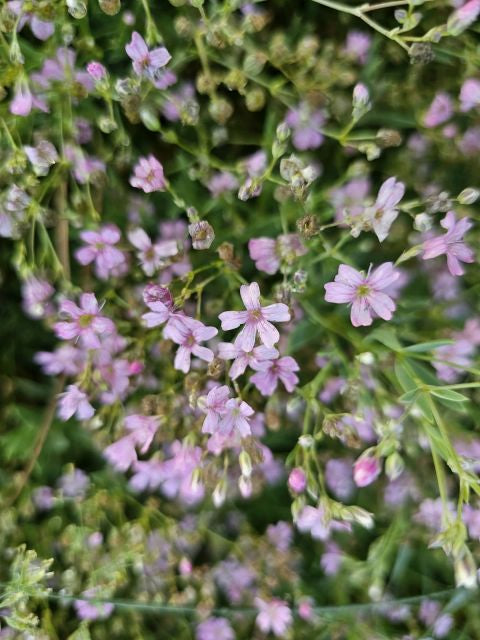 Floarea miresei târâtor - Gypsophilla repens Filou Rose