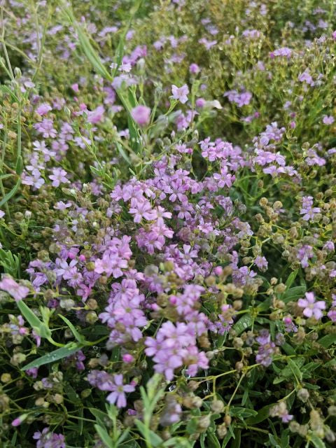 Floarea miresei târâtor - Gypsophilla repens Filou Rose