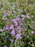 Floarea miresei târâtor - Gypsophilla repens Filou Rose
