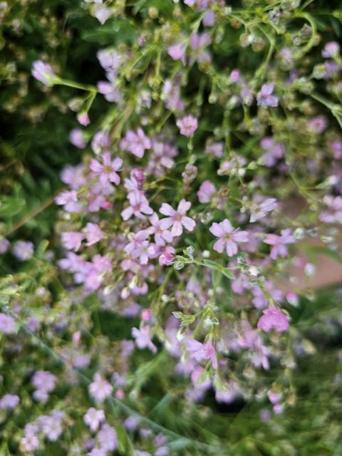 Floarea miresei târâtor - Gypsophilla repens Filou Rose