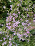 Floarea miresei târâtor - Gypsophilla repens Filou Rose