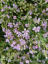Floarea miresei târâtor - Gypsophilla repens Filou Rose