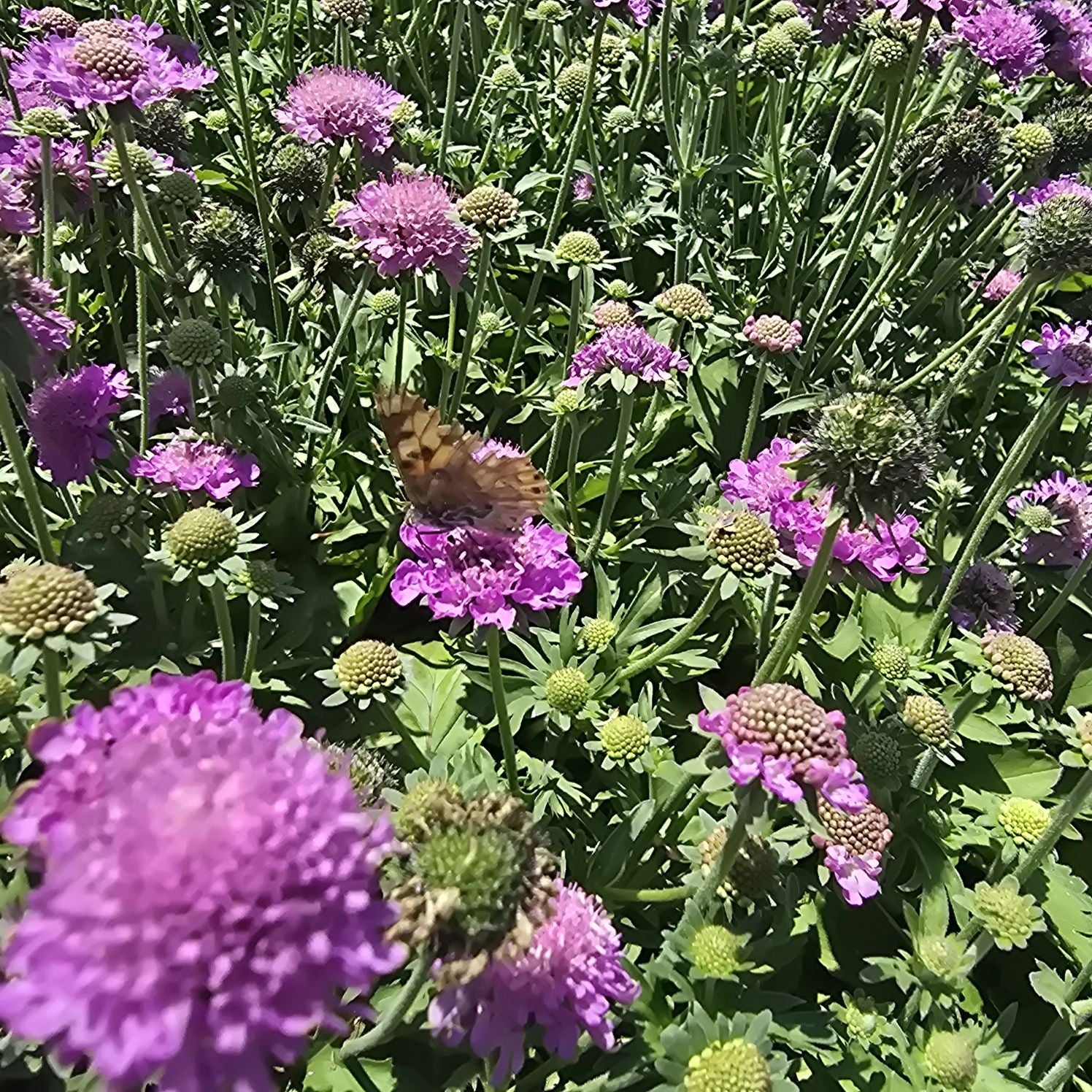 Floarea văduvei – Scabiosa japonica Pink Diamonds
