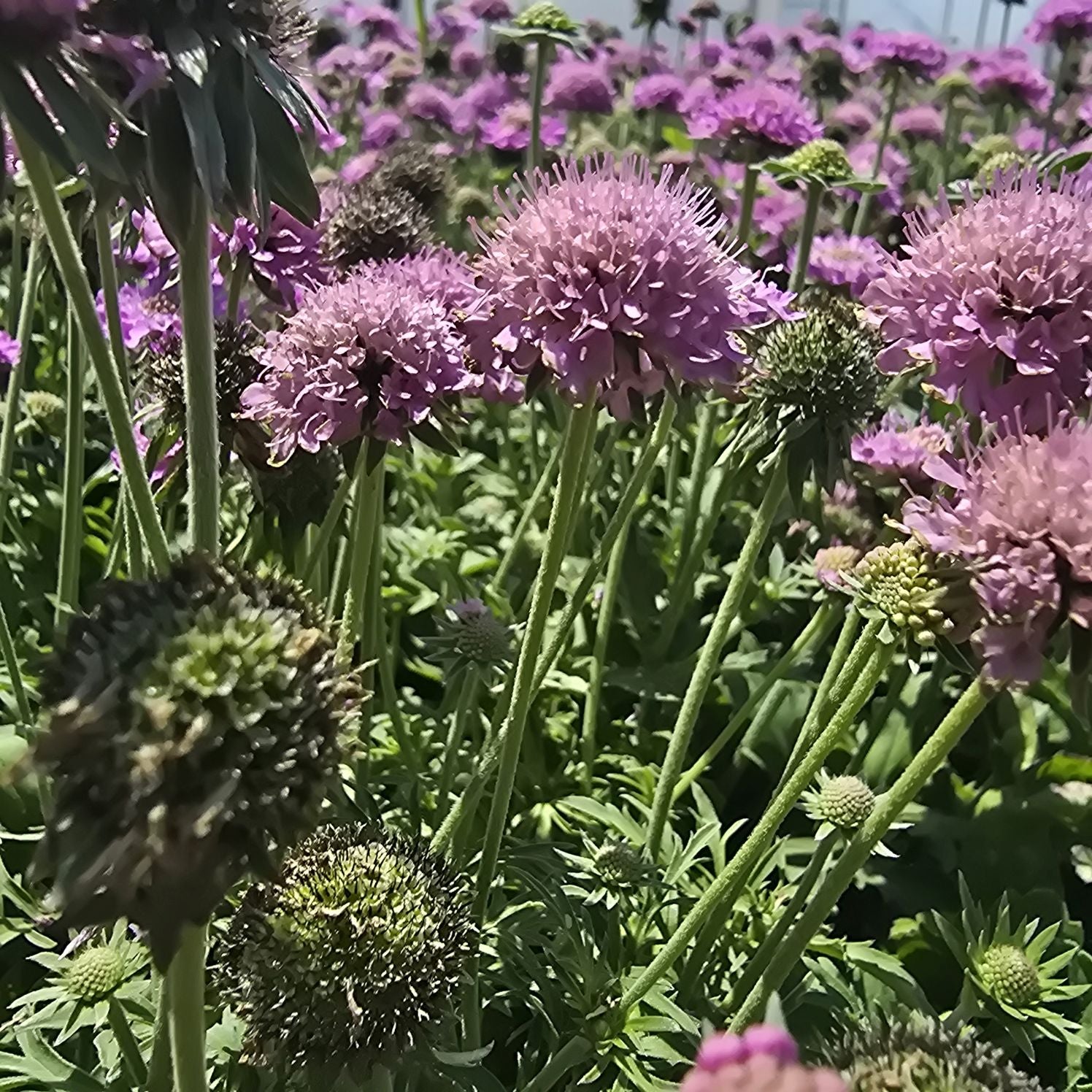 Floarea văduvei – Scabiosa japonica Pink Diamonds
