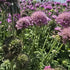 Floarea văduvei – Scabiosa japonica Pink Diamonds