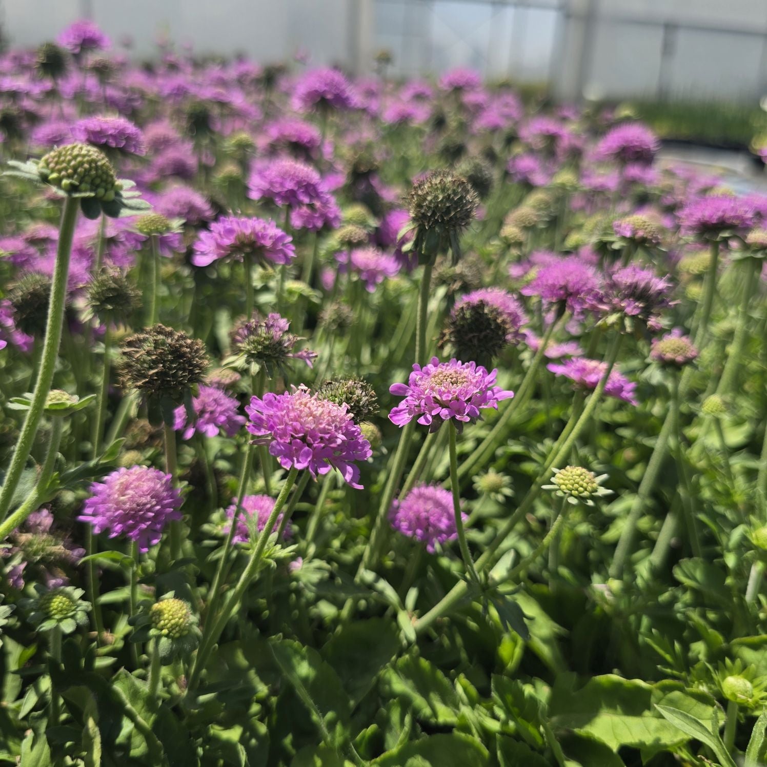 Floarea văduvei – Scabiosa japonica Pink Diamonds