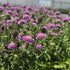 Floarea văduvei – Scabiosa japonica Pink Diamonds