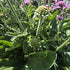 Floarea văduvei – Scabiosa japonica Pink Diamonds