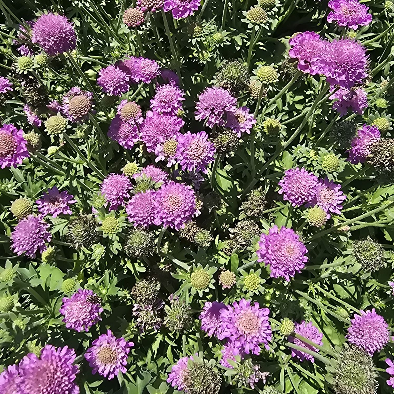 Floarea văduvei – Scabiosa japonica Pink Diamonds