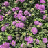 Floarea văduvei – Scabiosa japonica Pink Diamonds