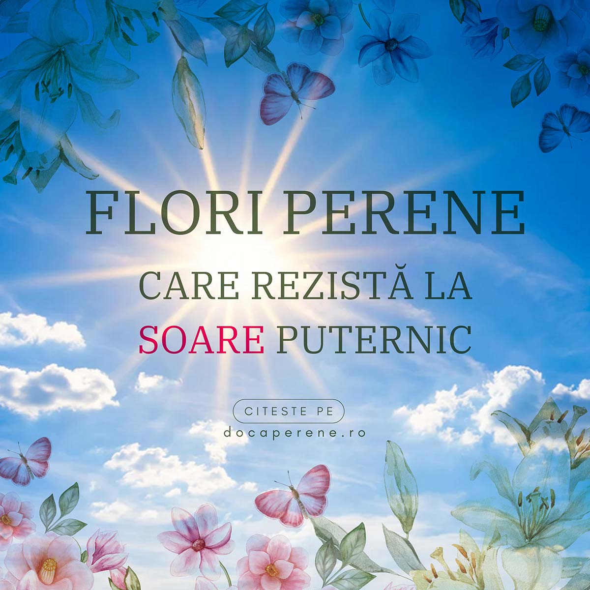 Perene de grădină care rezistă la soare foarte puternic