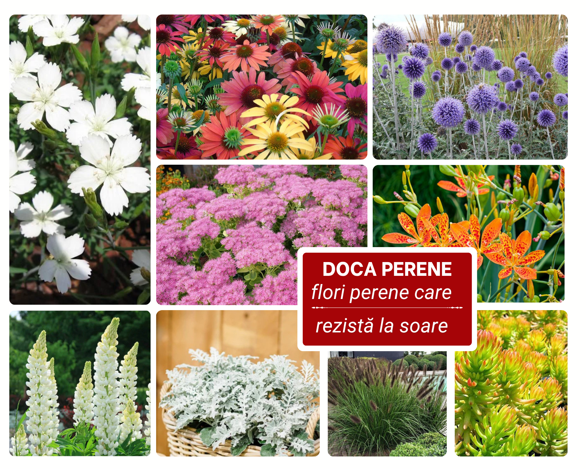Pachet de flori perene care rezistă la soare puternic