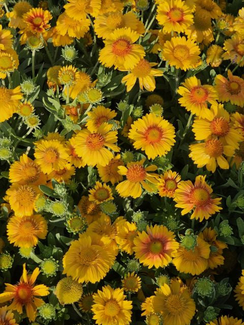 Fluturași - Gaillardia aristata Arizona African Sunset