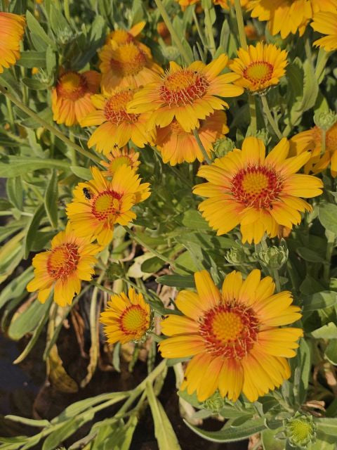 Fluturași - Gaillardia aristata Arizona African Sunset
