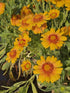 Fluturași - Gaillardia aristata Arizona African Sunset