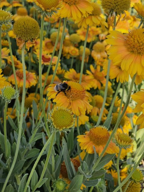 Fluturași - Gaillardia aristata Arizona African Sunset