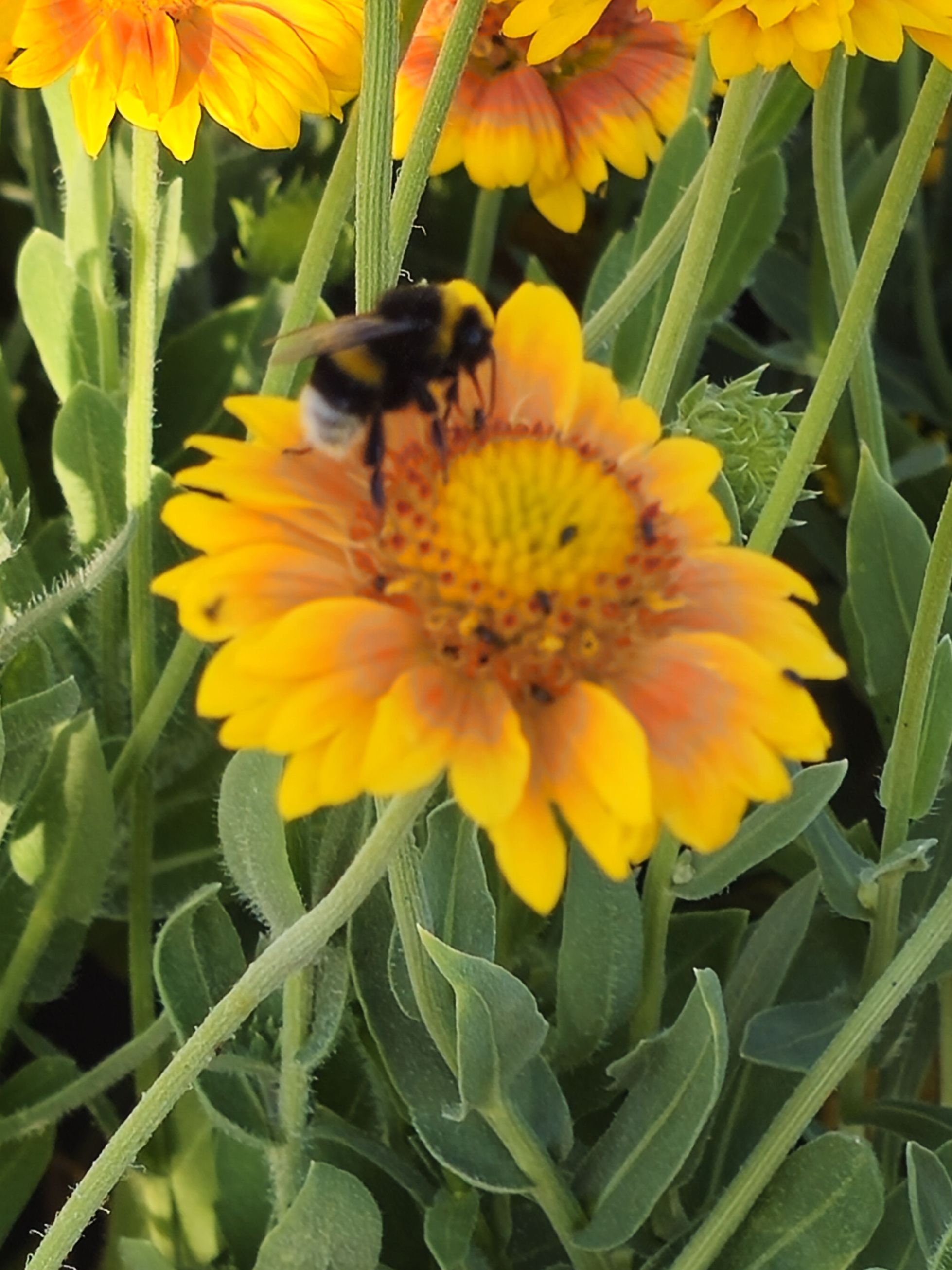 Fluturași - Gaillardia aristata Arizona African Sunset
