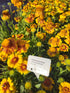 Fluturași - Gaillardia aristata Arizona African Sunset