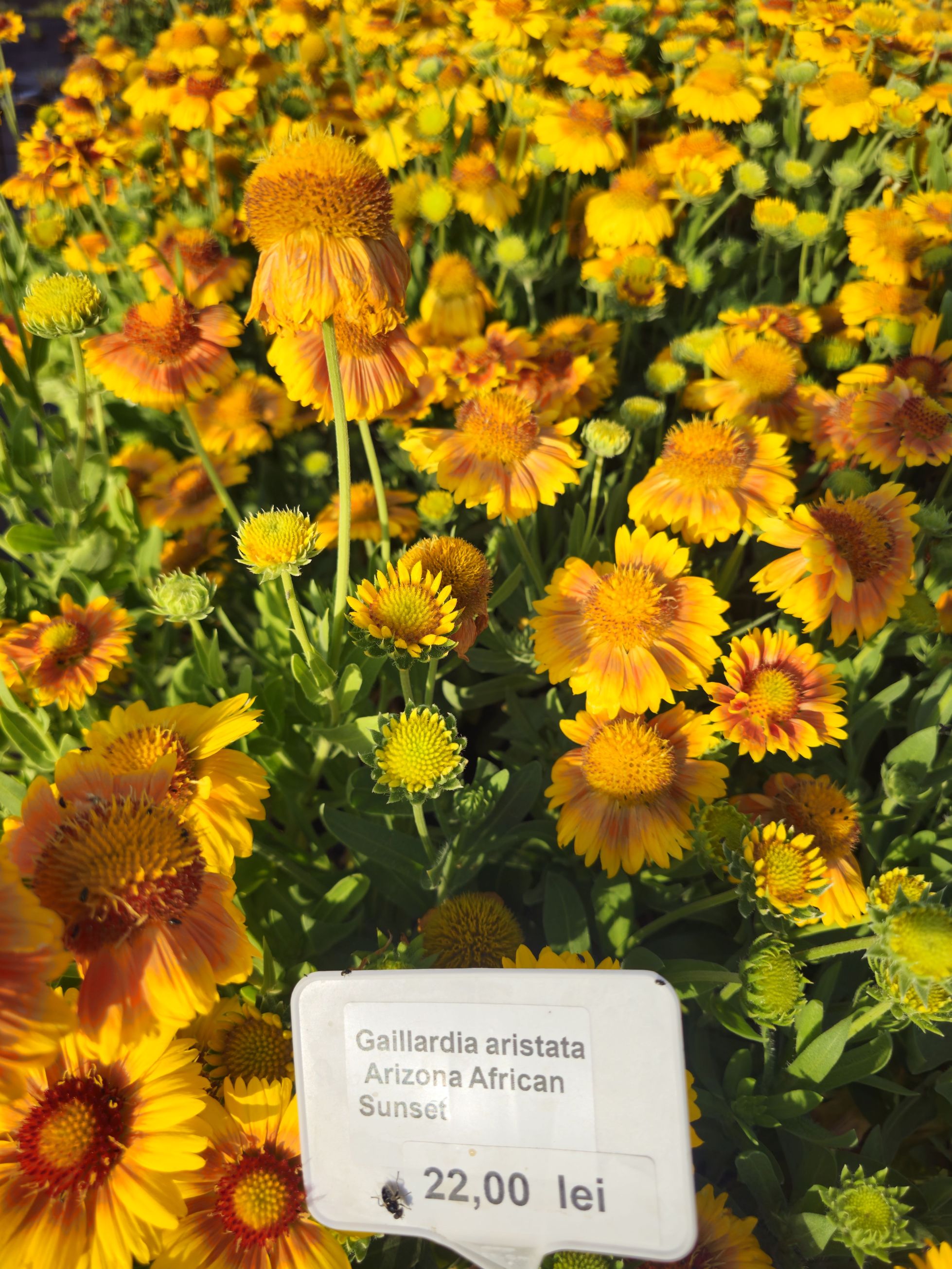 Fluturași - Gaillardia aristata Arizona African Sunset