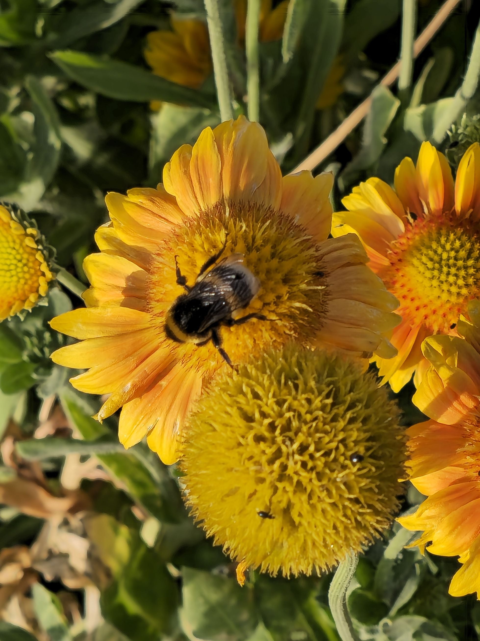 Fluturași - Gaillardia aristata Arizona African Sunset