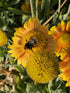 Fluturași - Gaillardia aristata Arizona African Sunset