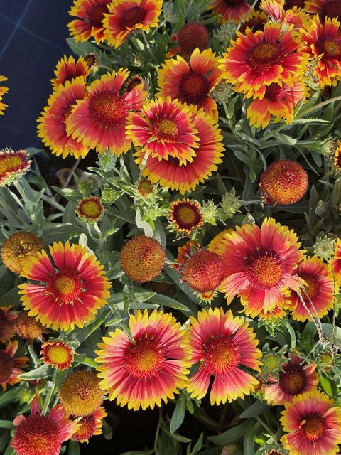 Fluturei - Gaillardia aristata Arizona Sun