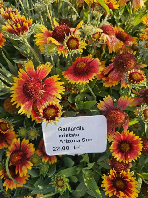 Fluturei - Gaillardia aristata Arizona Sun