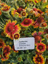 Fluturei - Gaillardia aristata Arizona Sun