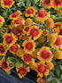 Fluturei - Gaillardia aristata Arizona Sun