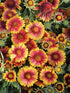 Fluturei - Gaillardia aristata Arizona Sun