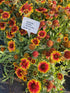 Fluturei - Gaillardia aristata Arizona Sun