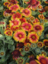 Fluturei - Gaillardia aristata Arizona Sun