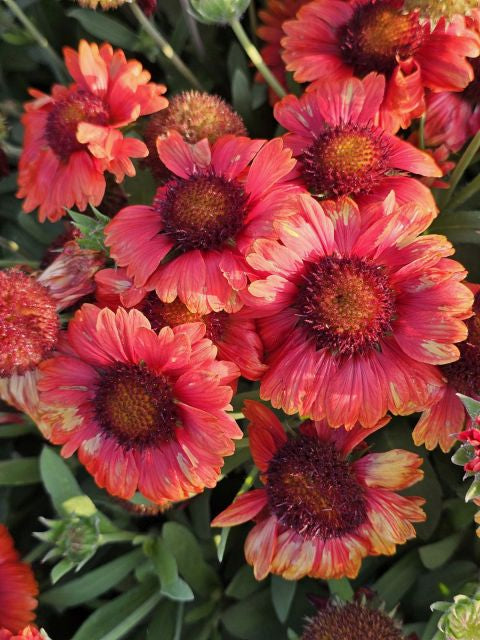 Fluturei roșii - Gaillardia aristata Mesa™ Red