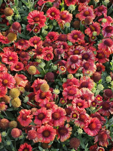Fluturei roșii - Gaillardia aristata Mesa™ Red
