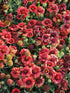 Fluturei roșii - Gaillardia aristata Mesa™ Red