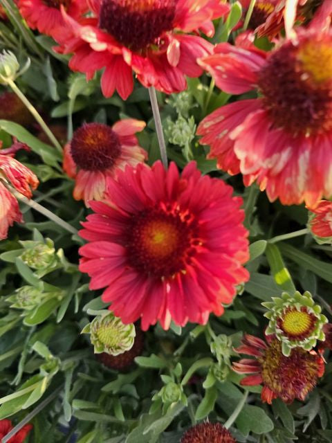 Fluturei roșii - Gaillardia aristata Mesa™ Red