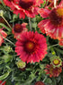 Fluturei roșii - Gaillardia aristata Mesa™ Red